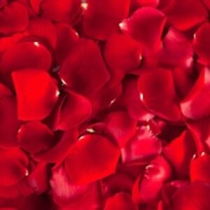 Rose Petals